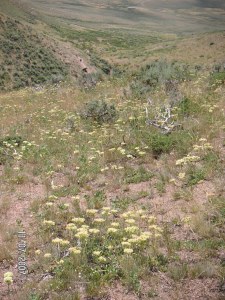 Eriogonum umbellatum scattered across a slope in Wyoming