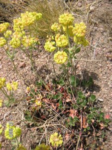 Sulfur flower, Buckwheat