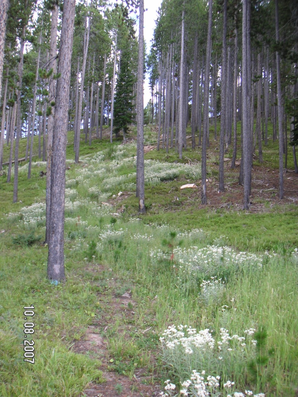 Anaphalis Marches Below Trees