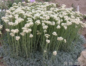 Native Antennaria Ground Cover