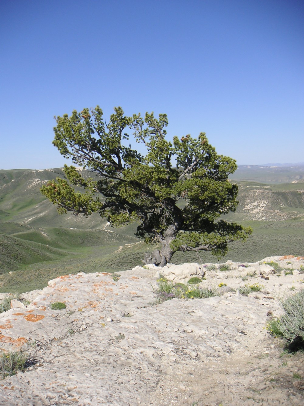Limber Pine on Ridge