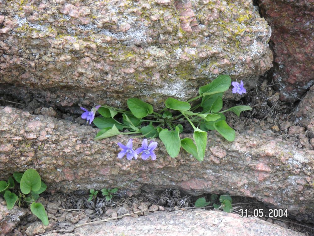 Native Violets in the Rocks