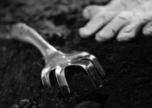 cold stratification of native plant seeds