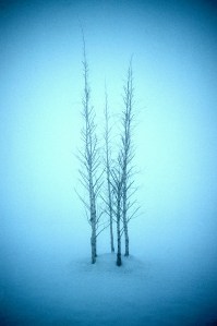 watering young trees and shrubs