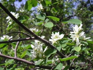 Amelanchier alnifolia Wyoming Native Tree