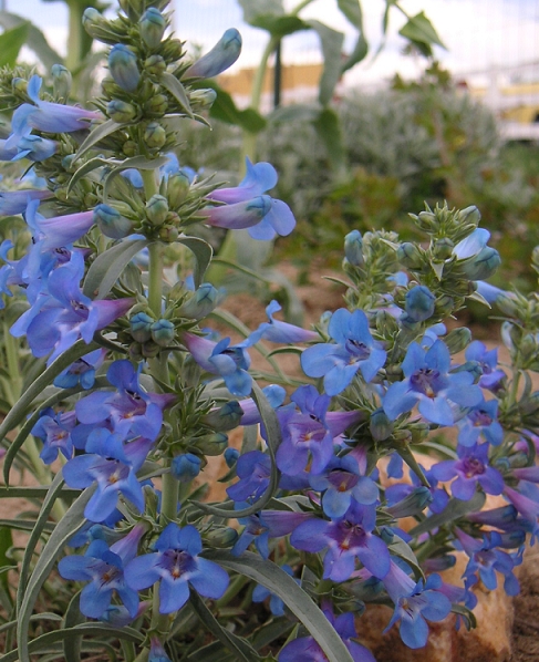 Penstemon angustifolia native to Wyoming