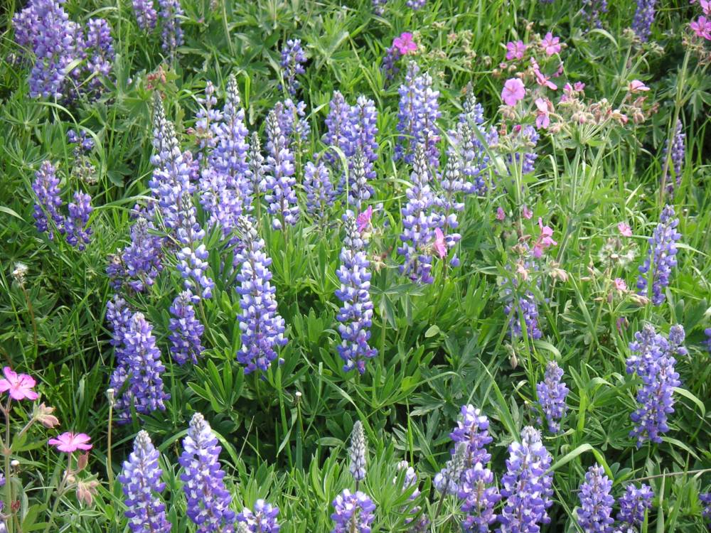 Native Lupine of Wyoming