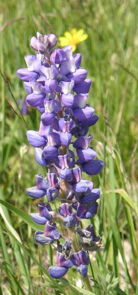 Lupine Flowers, Wyoming Lupine Flowers, Wyoming