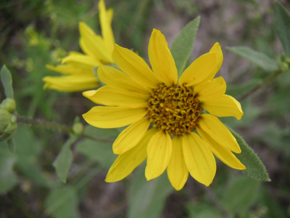 Helianthus pumilis