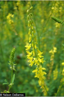 Yellow Sweet Clover