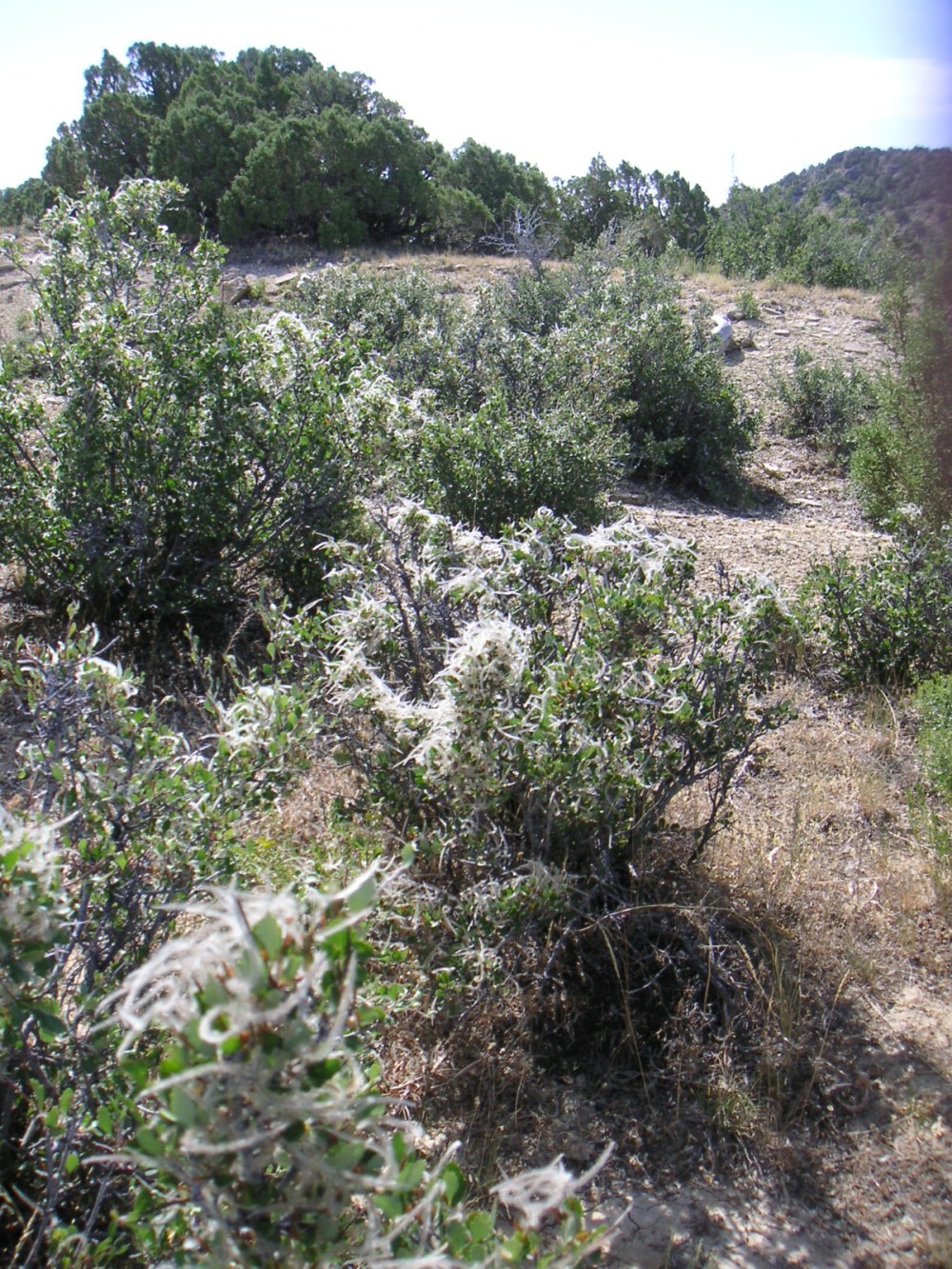 Hillside with Cercocarpus montanus