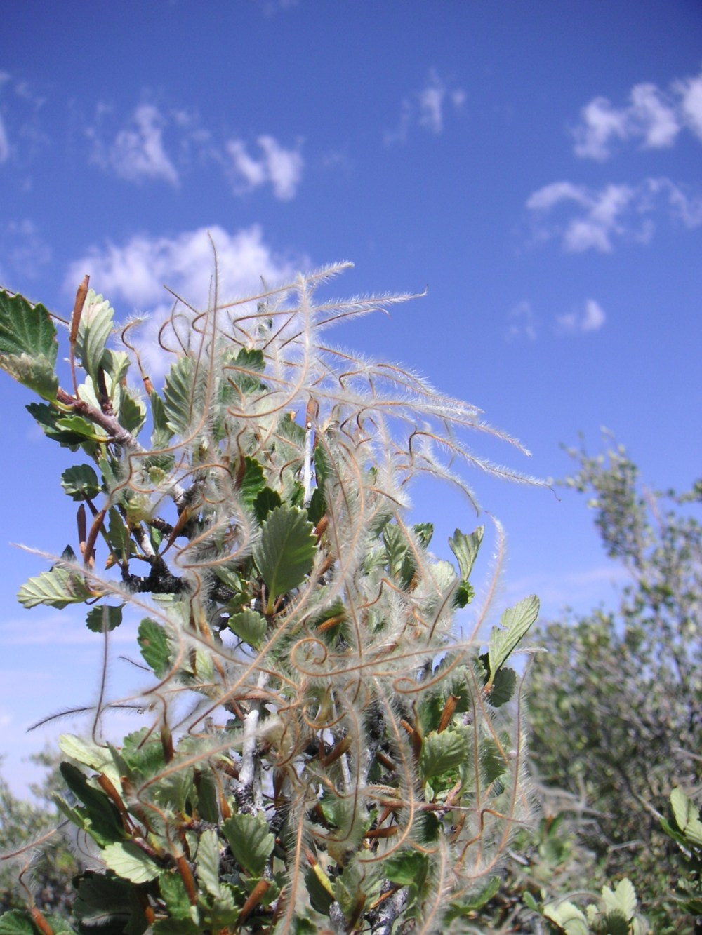 True Mountain Mahogany