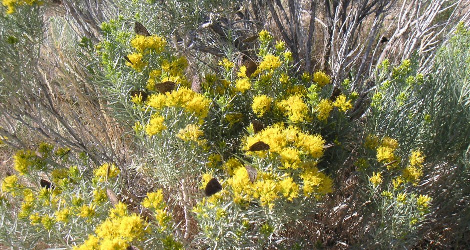 Native Butterfly on Native Plant