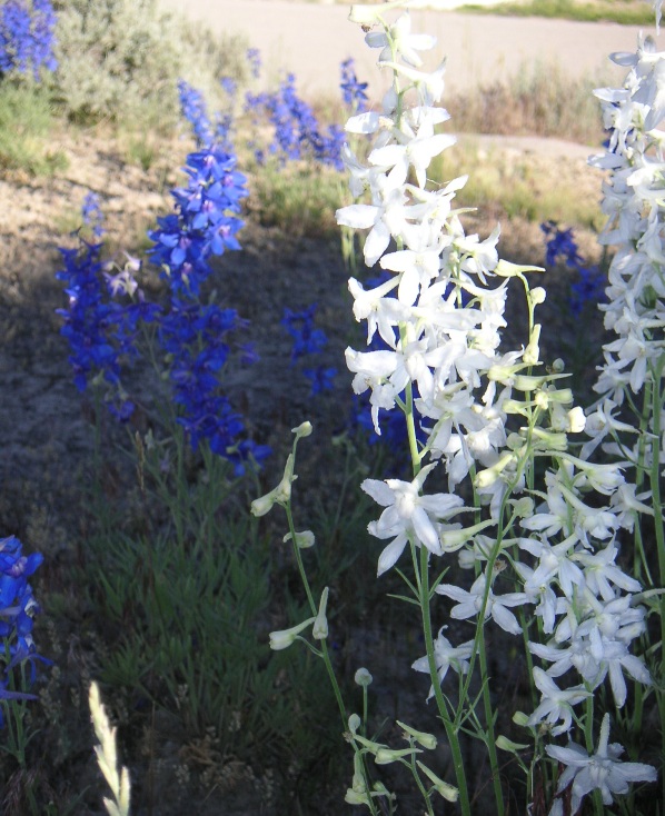 Delphinium Natural Variation