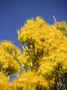 Rabbitbrush_Autumn