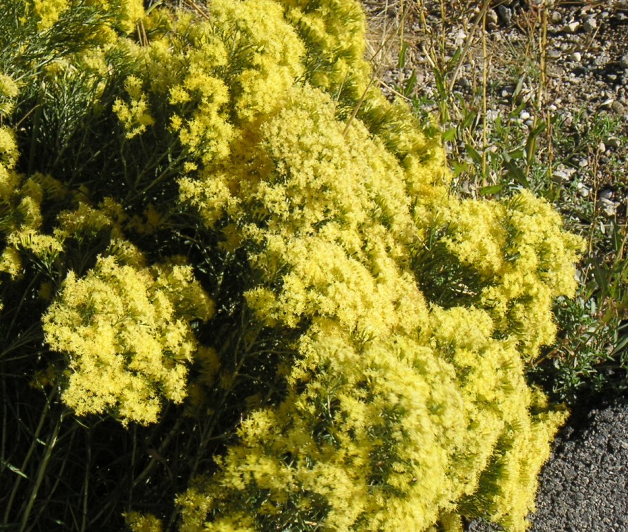 Wyoming Native Shrub Chrysothamnus