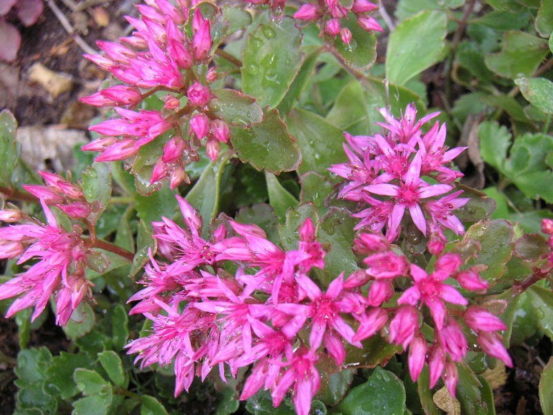 Flowering Sedum