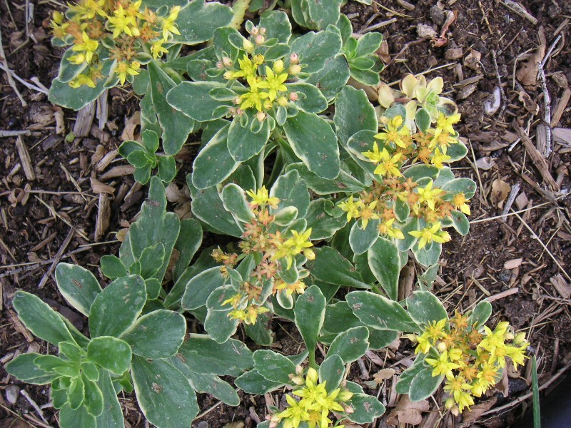 Variegated Sedum
