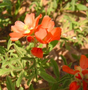 Sphaeralcea coccinea,  Wyoming Cowboy's Delight
