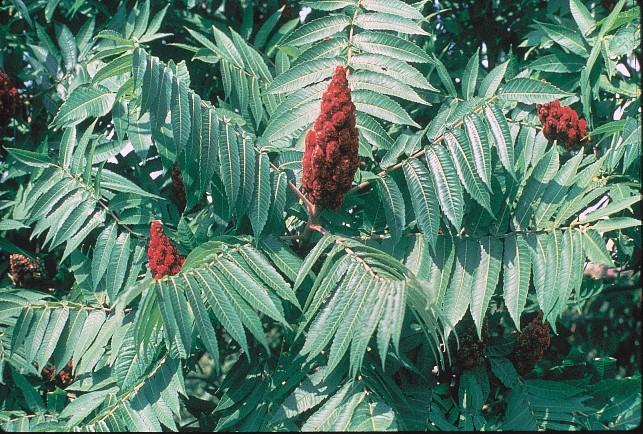 Rhus typhina, Staghorn sumac