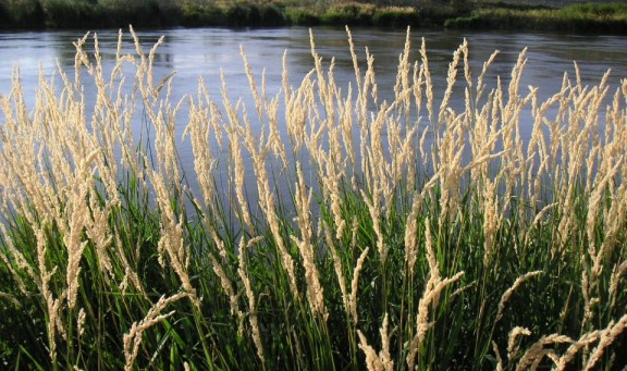 Wyoming Native Reed Grass