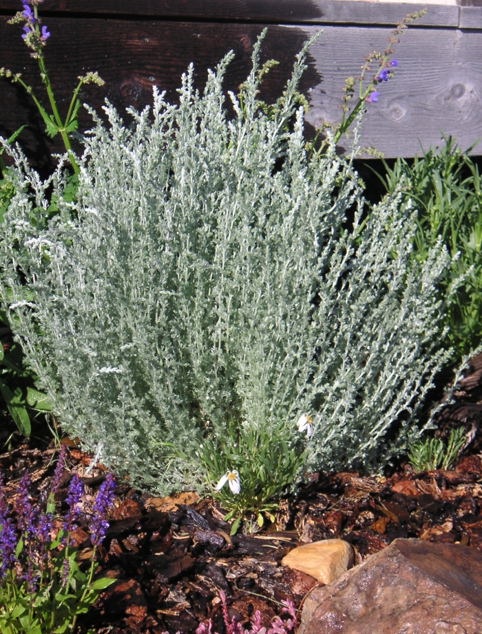Fringed Sage, Artemisia frigida