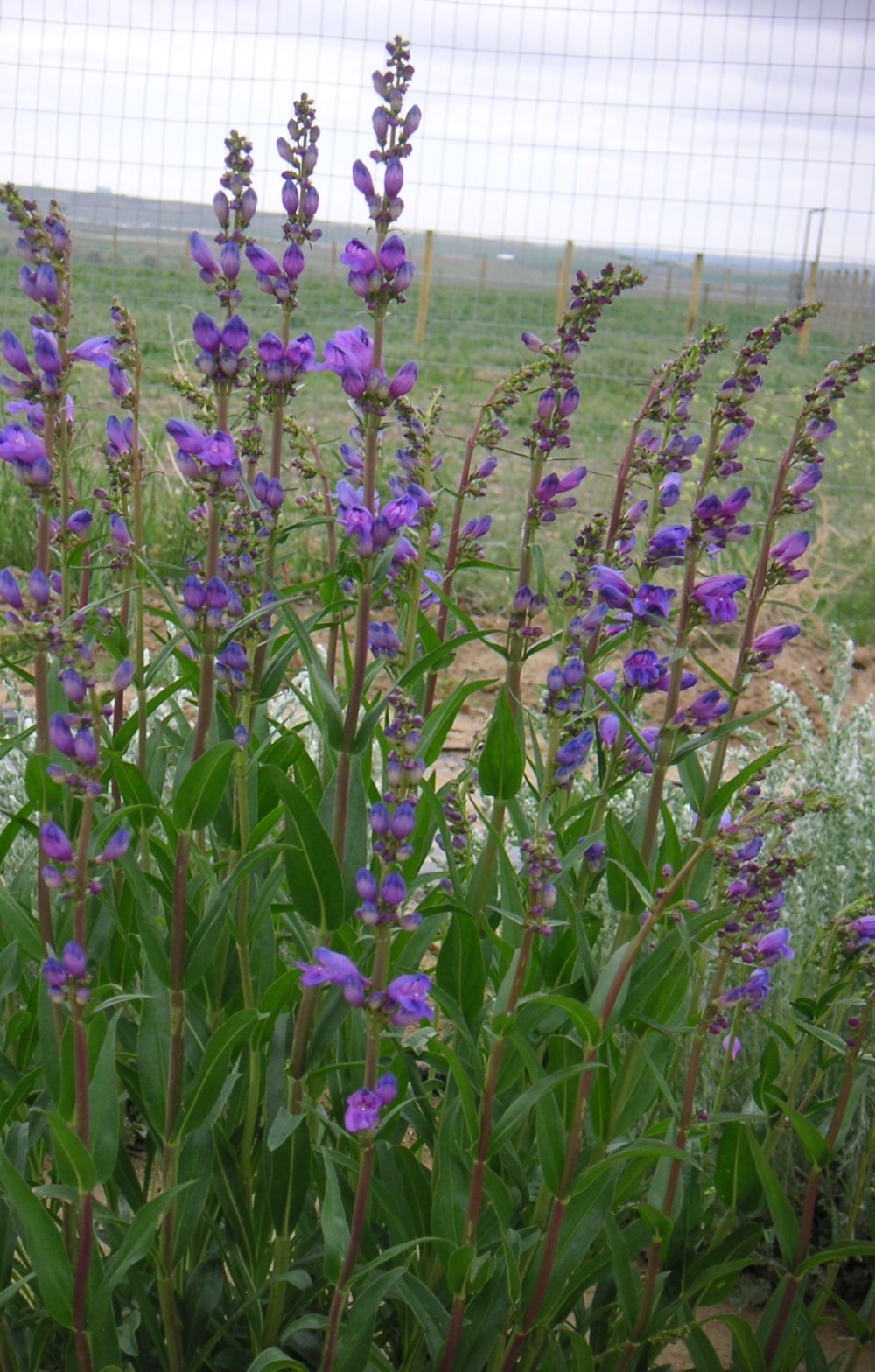Penstemon of Wyoming