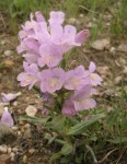 Native Wyoming Penstemons_11