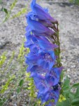 Native Wyoming Penstemons_10