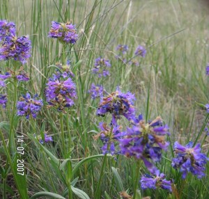 Native Wyoming Penstemons_09
