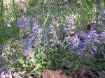 Native Wyoming Penstemons_08