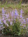 Native Wyoming Penstemons_06