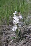 Native Wyoming Penstemons_03