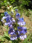 Native Wyoming Penstemons_02