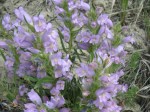 Native Wyoming Penstemons_01