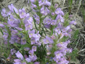 Native Wyoming Penstemons_01