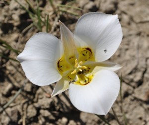 Sego Lilly, Calochortus nuttallii