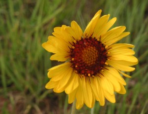 Gaillardia aristata flower, Wyoming native