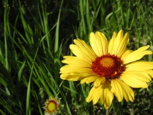 Brown Eyed Susan, Blanketflower, Gaillardia aristata