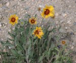 Gaillardia aristata, Wyoming native