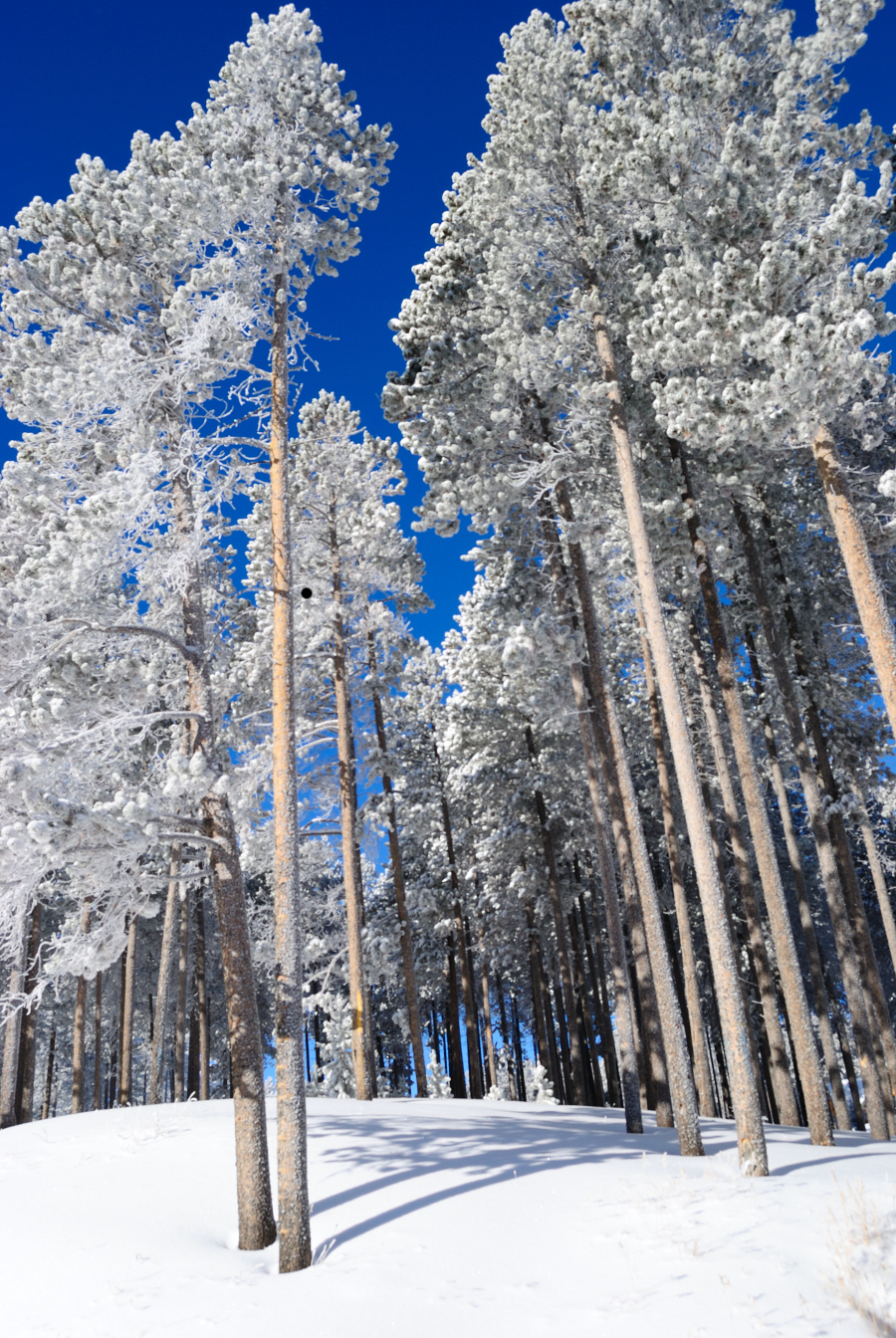 wyoming winter wonderland
