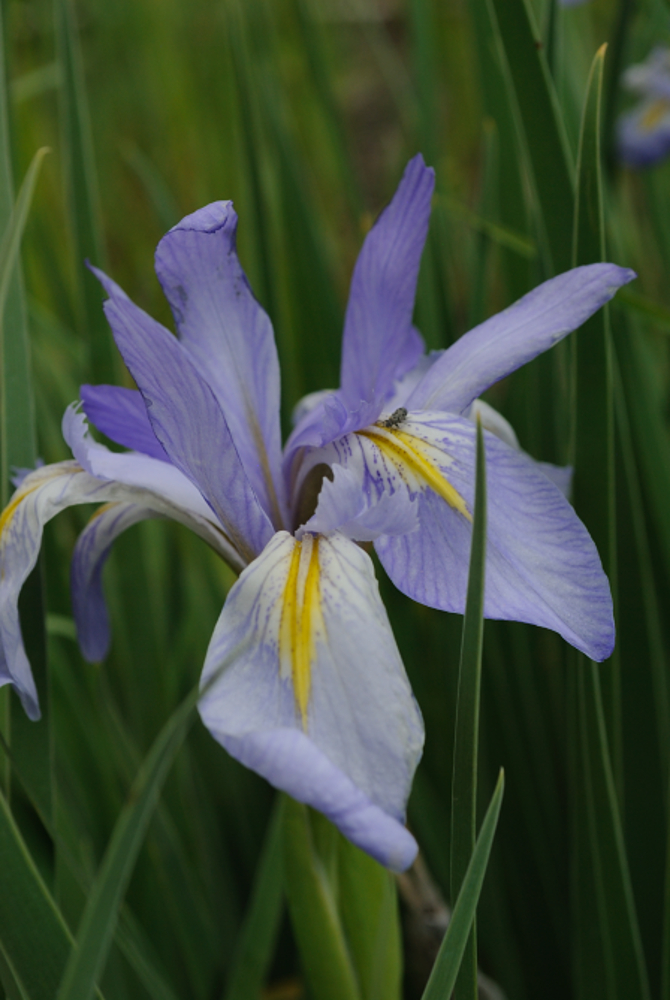 Iris