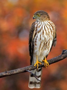 Sharp Shinned Hawk