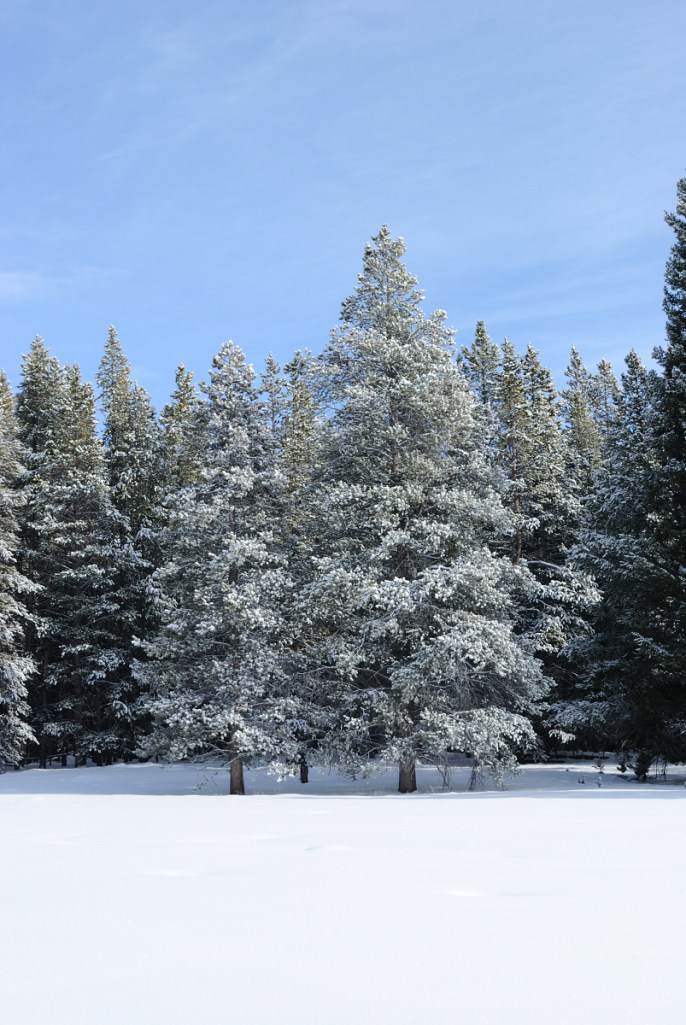 Happy New Year from Wyoming