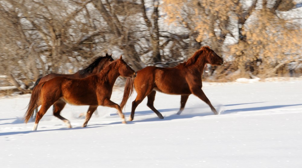 wyoming horses