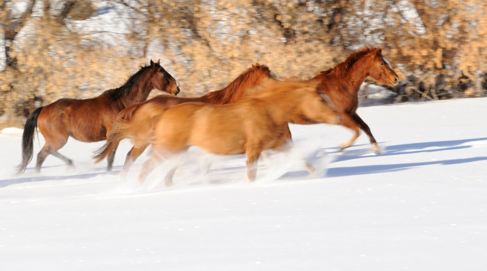 horses wyoming snow