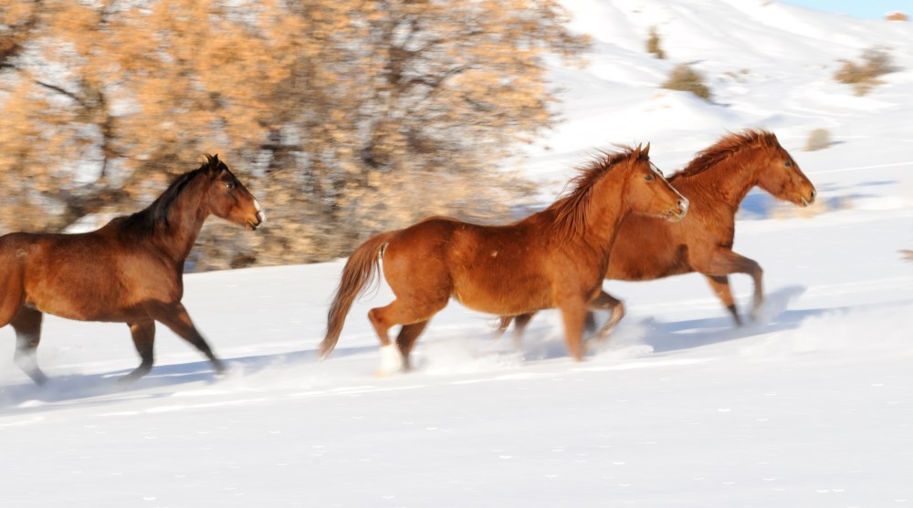 wyoming winter horses