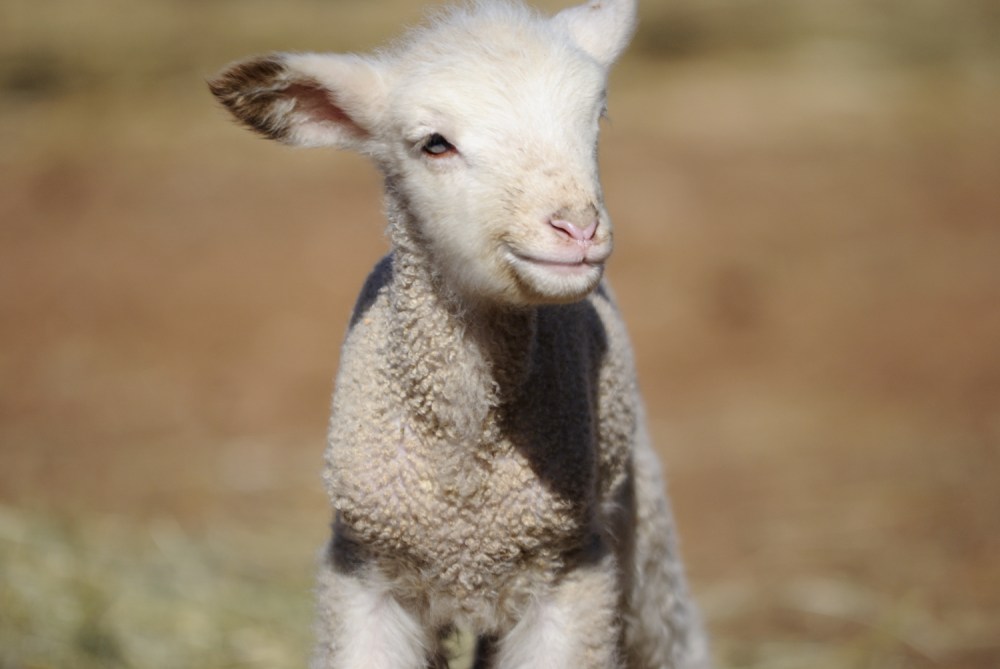spring, wyoming, lambs