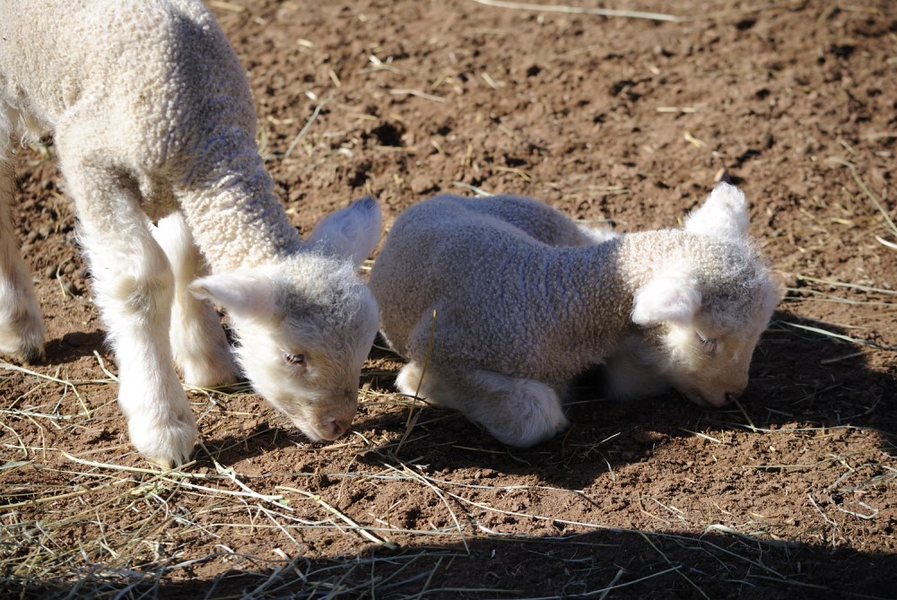 spring, wyoming, lambs, ranching, farming