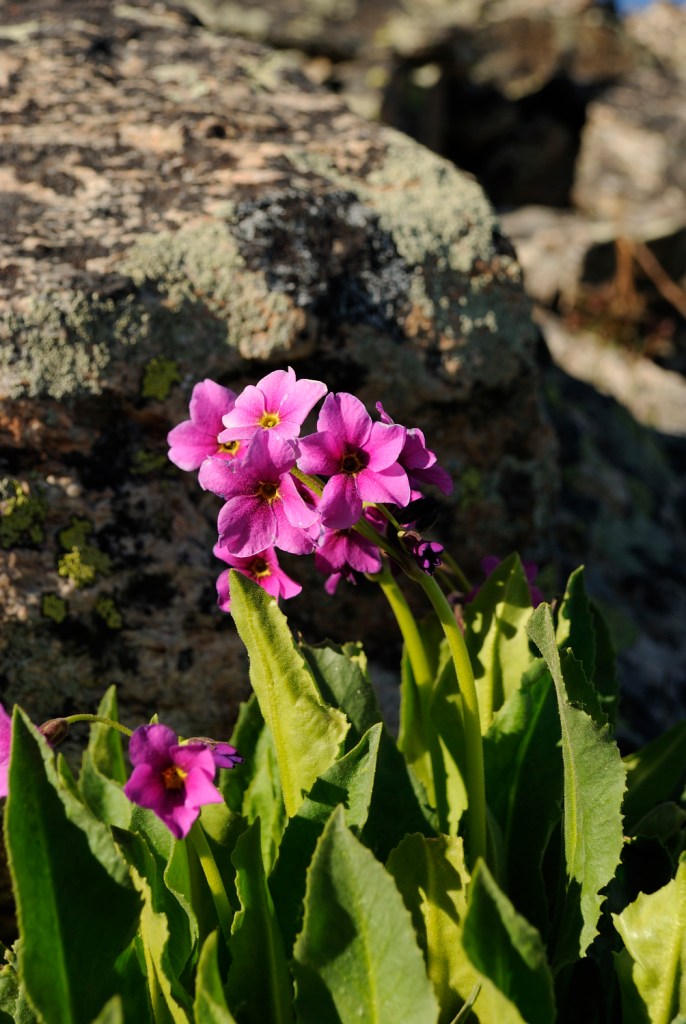 Primula_parryi7